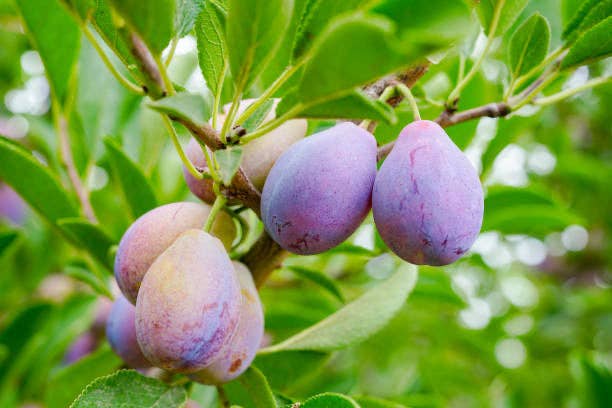 Luxury Plum Face Oil - 1 oz